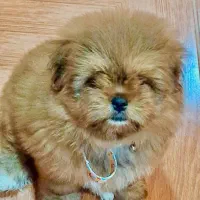 واگذاری سگ پامرانین|سگ|نوشهر, |دیوار