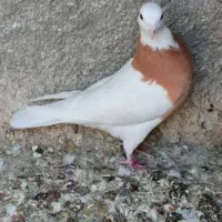 کبوتر کبوتر