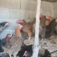 مرغ تخم گزار|حیوانات مزرعه|مبارکه, |دیوار