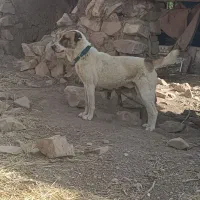 سگ نر فروشی