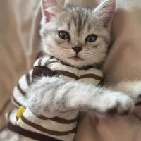 بچه گربه|گربه|اندیشه, اندیشه فاز ۶|دیوار