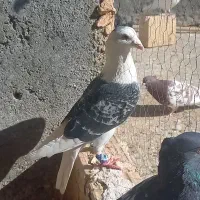 ۳تا نرکار درست