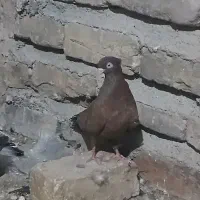 تافته ای ماده