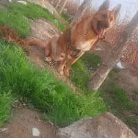 سگ ژرمن|سگ|شهریار, شهریار|دیوار