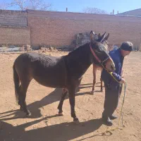 قاطر باری کوهستانی|حیوانات مزرعه|لاران, |دیوار