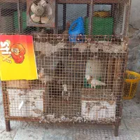 قفس محکم کفترومرغ دوطبقه