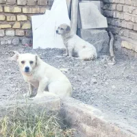 سگ پاکوتاه|سگ|رفسنجان, |دیوار