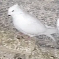 کبوتر|پرنده|خمینی‌شهر, |دیوار