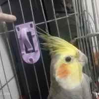 عروس هلندی بالغ نر با وسایل