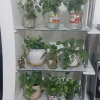 بوفه ومیزتلوزیون