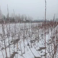 نهالستان همیشه سبز