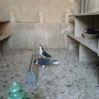 پلاس سیاه مهر مهر نروماده دو جفت با جوجه هاشون|پرنده|قم, شاه ابراهیم|دیوار