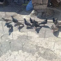کبوتر یا کفتر|پرنده|شیراز, نصر|دیوار