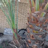 یک پاجوش برخی اصل برای فروش|گل و گیاه طبیعی|خرمشهر, |دیوار