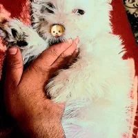 سگبازیگوش