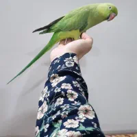 طوطی ملنگو چهار ماهه