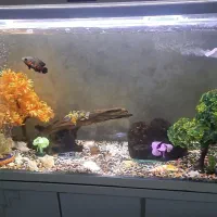 اکواریوم ماهی|ماهی|بندر انزلی, انصار الحسین|دیوار