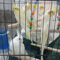 عروس هلندی