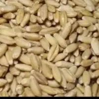 گندیم دیم بذری