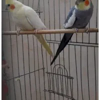 عروس هلندی جفت بالغ و تخم گذار