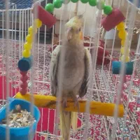 پرنده عروس هلندی ماده