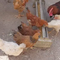 مرغ وخروس ودوتک و جوجه ۲ماه مناسب|حیوانات مزرعه|نجف‌آباد, شهرک صنعتی نجف آباد|دیوار