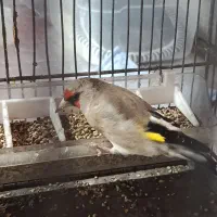 سهره دورگ زاغ کرمانی متولد قفس