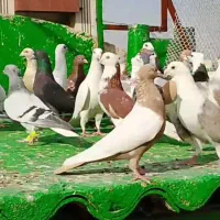 کبوتر فروشی