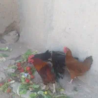مرغ محلی