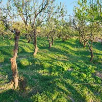 باغ میوه بادرختان مثمر ۱۵ ساله برخیابان منجیل اباد