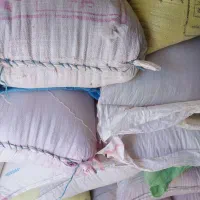 بذر گندم اصلاح شده ریجاب با سم ضدقارچ