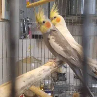 عروس هلندی|پرنده|فردیس, شهرک ناز|دیوار