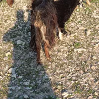 دو عدد بز بزغاله