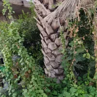 خانه|فروش خانه و ویلا|اهواز, دغاغله|دیوار