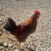 خروس|حیوانات مزرعه|قیدار, |دیوار