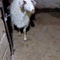 بره .گوسفند