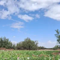 ۳۰ هکتار زمین کشاورزی ایرانشهر روستای چاهشور ۲