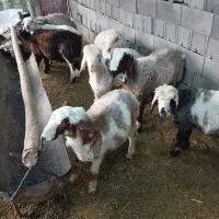 گوسفند کشتی