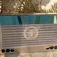 هود|هود|شیراز, گل سرخ|دیوار