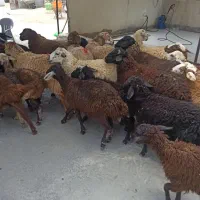 حاج چوب دار زنده شمیرانات|حیوانات مزرعه|تهران, سلسبیل شمالی|دیوار