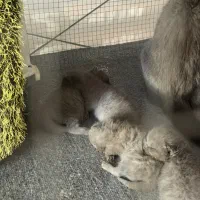 بچه گربه