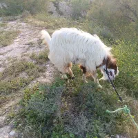 یک عدد پازن برای فروش