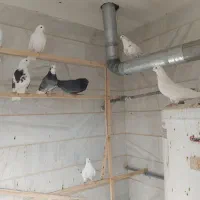 کفتر  تیرماهی یکجا  بشرط|پرنده|پاکدشت, پارچین|دیوار