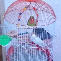 طوطی برزیلی جفت