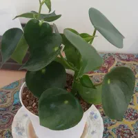 گل های  طبیعی