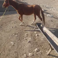 کره اسب ۲سال نریون قیمت۵۰