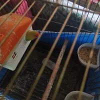 پرنده برزیلی|پرنده|قزوین, |دیوار