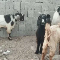 بره و کهره و قوچ چاق در کاکی