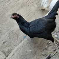 مرغ لاری و گلین و محلی|حیوانات مزرعه|بروجرد, |دیوار