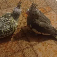 جوجه عروس سرلاکی